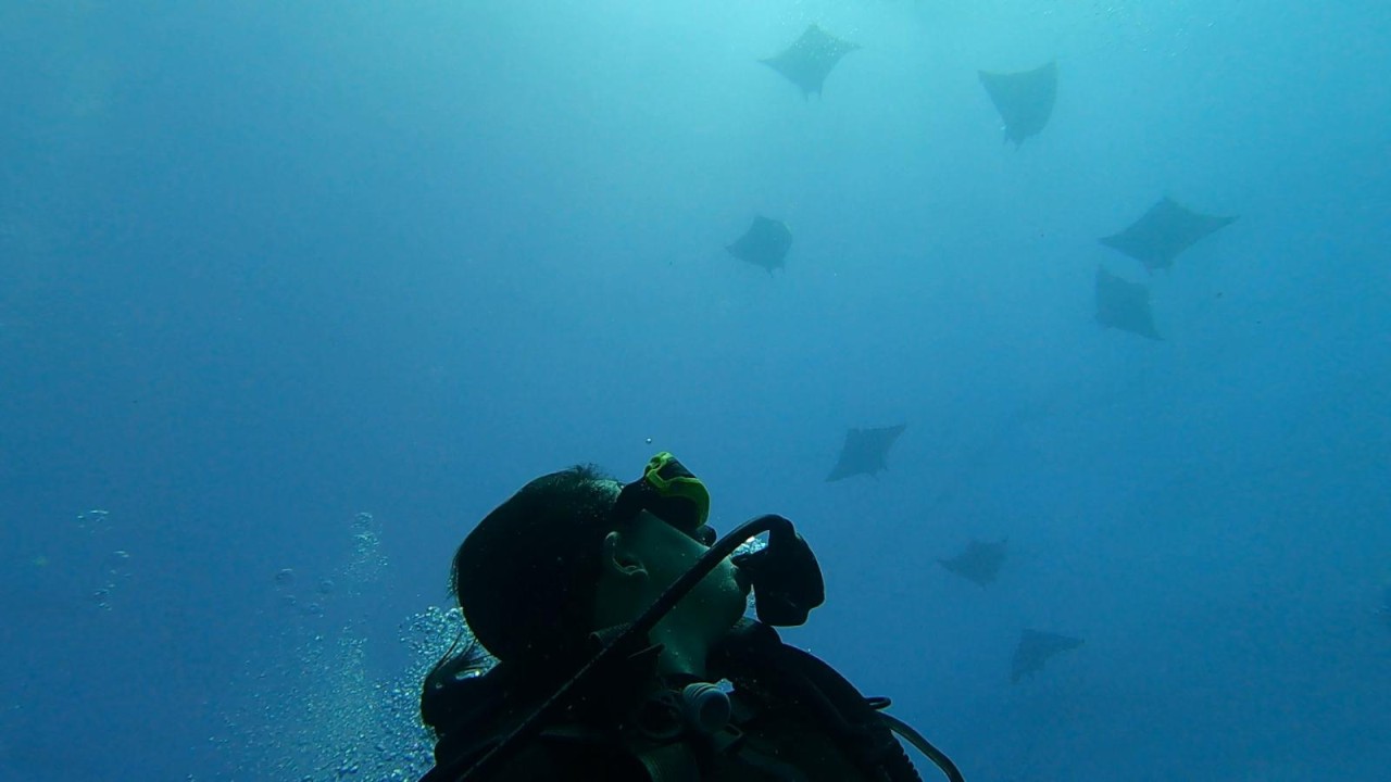 Seychelles National Team Coach Chris Yip-Au diviing in Seychelles